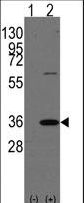 Prohibitin 2 / PHB2 Antibody - Western blot of PHB2 (arrow) using rabbit polyclonal PHB2 Antibody (Human C-term). 293 cell lysates (2 ug/lane) either nontransfected (Lane 1) or transiently transfected with the PHB2 gene (Lane 2) (Origene Technologies).