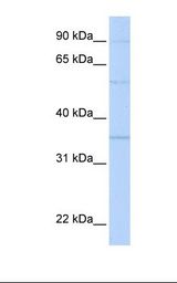 Prohibitin 2 / PHB2 Antibody - MCF7 cell lysate. Antibody concentration: 1.0 ug/ml. Gel concentration: 12%.  This image was taken for the unconjugated form of this product. Other forms have not been tested.