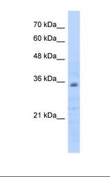 Prohibitin 2 / PHB2 Antibody - HepG2 cell lysate. Antibody concentration: 0.5 ug/ml. Gel concentration: 12%.  This image was taken for the unconjugated form of this product. Other forms have not been tested.