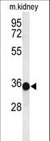 Prohibitin 2 / PHB2 Antibody - Western blot of PHB2-Y248 in mouse kidney tissue lysates (35 ug/lane). PHB2 (arrow) was detected using the purified antibody.