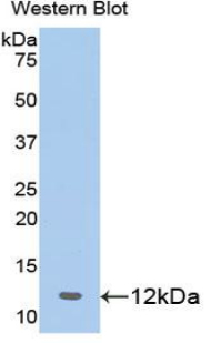 Prohibitin Antibody - Western blot of recombinant PHB / Prohibitin.  This image was taken for the unconjugated form of this product. Other forms have not been tested.