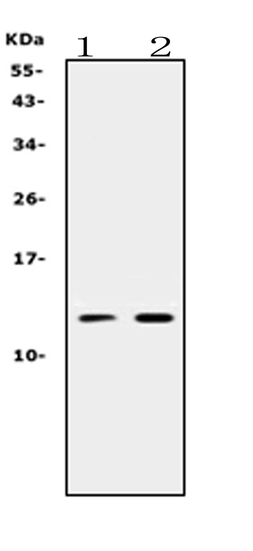 PROK1 / EG-VEGF Antibody - Western blot analysis of Prokineticin 1 expression in mouse liver extract (lane 1) and mouse spleen extract (lane 2). Prokineticin 1 at 10KD, 23KD was detected using rabbit anti-Prokineticin 1 Antigen Affinity purified polyclonal antibody at0.5 ug/ml. The blot was developed using chemiluminescence (ECL) method.