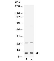 PROK1 / EG-VEGF Antibody