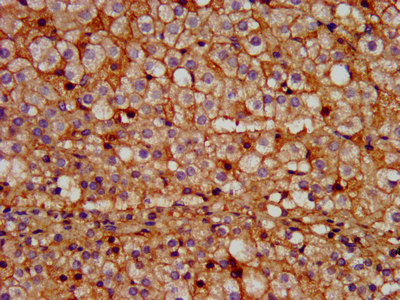 PROK1 / EG-VEGF Antibody - Immunohistochemistry image at a dilution of 1:200 and staining in paraffin-embedded human adrenal gland tissue performed on a Leica BondTM system. After dewaxing and hydration, antigen retrieval was mediated by high pressure in a citrate buffer (pH 6.0) . Section was blocked with 10% normal goat serum 30min at RT. Then primary antibody (1% BSA) was incubated at 4 °C overnight. The primary is detected by a biotinylated secondary antibody and visualized using an HRP conjugated SP system.
