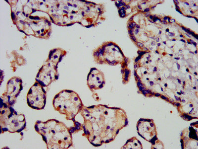 PROK1 / EG-VEGF Antibody - Immunohistochemistry image at a dilution of 1:200 and staining in paraffin-embedded human placenta tissue performed on a Leica BondTM system. After dewaxing and hydration, antigen retrieval was mediated by high pressure in a citrate buffer (pH 6.0) . Section was blocked with 10% normal goat serum 30min at RT. Then primary antibody (1% BSA) was incubated at 4 °C overnight. The primary is detected by a biotinylated secondary antibody and visualized using an HRP conjugated SP system.