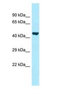 PROKR2/Prokineticin Receptor 2 Antibody - PROKR2 antibody Western Blot of Fetal Heart.  This image was taken for the unconjugated form of this product. Other forms have not been tested.