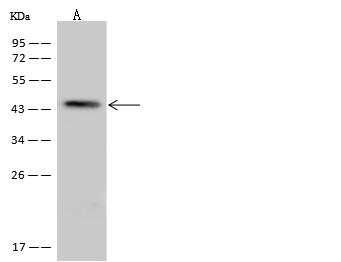 PROKR2/Prokineticin Receptor 2 Antibody - Anti-PROKR2 rabbit polyclonal antibody at 1:500 dilution. Lane A: U251MG Whole Cell Lysate. Lysates/proteins at 30 ug per lane. Secondary: Goat Anti-Rabbit IgG (H+L)/HRP at 1/10000 dilution. Developed using the ECL technique. Performed under reducing conditions. Predicted band size: 44 kDa. Observed band size: 44 kDa.