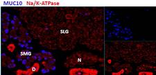 PROL1 Antibody - PROL1 antibody (2.9 ug/ml) staining of cells in the submandibular salivary gland (SMG), but not in the sublingual salivary gland (SLG) in mouse.