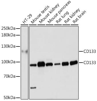 PROM1 / CD133 Antibody - Western blot analysis of extracts of various cell lines using CD133 Polyclonal Antibody at dilution of 1:1000.