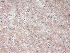 Prominin 2 / PROM2 Antibody - IHC of paraffin-embedded liver tissue using anti-PROM2 mouse monoclonal antibody. (Dilution 1:50).