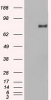 Prominin 2 / PROM2 Antibody - HEK293T cells were transfected with the pCMV6-ENTRY control (Left lane) or pCMV6-ENTRY PROM2 (Right lane) cDNA for 48 hrs and lysed. Equivalent amounts of cell lysates (5 ug per lane) were separated by SDS-PAGE and immunoblotted with anti-PROM2.