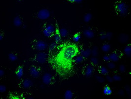 Prominin 2 / PROM2 Antibody - Anti-PROM2 mouse monoclonal antibody  immunofluorescent staining of COS7 cells transiently transfected by pCMV6-ENTRY PROM2.
