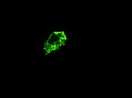 Prominin 2 / PROM2 Antibody - Immunofluorescent staining of Cos7 cells using anti-PROM2 mouse monoclonal antibody.