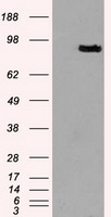 Prominin 2 / PROM2 Antibody - HEK293T cells were transfected with the pCMV6-ENTRY control (Left lane) or pCMV6-ENTRY PROM2 (Right lane) cDNA for 48 hrs and lysed. Equivalent amounts of cell lysates (5 ug per lane) were separated by SDS-PAGE and immunoblotted with anti-PROM2.