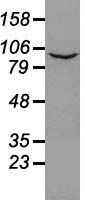 Prominin 2 / PROM2 Antibody - Western blot of 35 ug of cell extracts from human (HeLa) cells using anti-PROM2 antibody.