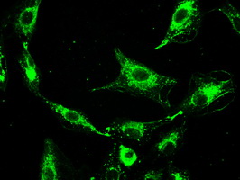 Prominin 2 / PROM2 Antibody - Immunofluorescent staining of A549 cells using anti-PROM2 mouse monoclonal antibody.