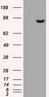 Prominin 2 / PROM2 Antibody - HEK293T cells were transfected with the pCMV6-ENTRY control (Left lane) or pCMV6-ENTRY PROM2 (Right lane) cDNA for 48 hrs and lysed. Equivalent amounts of cell lysates (5 ug per lane) were separated by SDS-PAGE and immunoblotted with anti-PROM2.