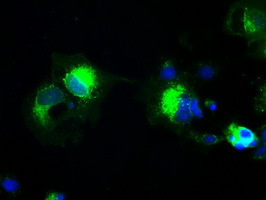 Prominin 2 / PROM2 Antibody - Anti-PROM2 mouse monoclonal antibody  immunofluorescent staining of COS7 cells transiently transfected by pCMV6-ENTRY PROM2.