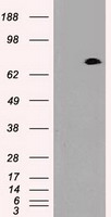 Prominin 2 / PROM2 Antibody - HEK293T cells were transfected with the pCMV6-ENTRY control (Left lane) or pCMV6-ENTRY PROM2 (Right lane) cDNA for 48 hrs and lysed. Equivalent amounts of cell lysates (5 ug per lane) were separated by SDS-PAGE and immunoblotted with anti-PROM2.