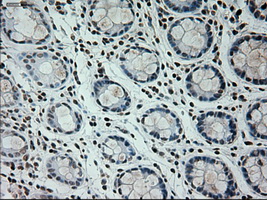 Prominin 2 / PROM2 Antibody - IHC of paraffin-embedded colon tissue using anti-PROM2 mouse monoclonal antibody. (Dilution 1:50).