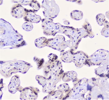 Properdin / CFP Antibody - IHC staining of FFPE human placenta with Properdin antibody at 1ug/ml. HIER: boil tissue sections in pH6, 10mM citrate buffer, for 10-20 min followed by cooling at RT for 20 min.