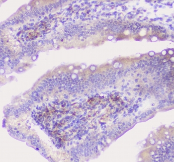 Properdin / CFP Antibody - IHC staining of FFPE rat intestine with Properdin antibody at 1ug/ml. HIER: boil tissue sections in pH6, 10mM citrate buffer, for 10-20 min followed by cooling at RT for 20 min.