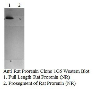 Prorenin + Renin Antibody