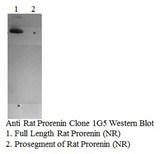 Prorenin + Renin Antibody