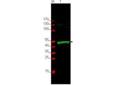 PROS1 / Protein S Antibody - Anti-GSK3A Antibody - Western Blot. Western blot of Affinity Purified anti-GSK3A antibody shows detection of a 52 kD band corresponding to human GSK3A present in ~35 ug of HEK293 whole cell lysate (lane 1). A 4-20% Tris Glycine gel was used for separation followed by blocking with 5% BLOTTO in PBS. Primary antibody was used at a 1:1000 dilution in blocking buffer and reacted overnight at 4C. The membrane was washed and reacted with a 1:10000 dilution of IRDye800 conjugated Gt-a-Rabbit IgG [H&L] MX ( for 45 min at room temperature (800 nm channel, green). Molecular weight estimation was made by comparison to prestained MW markers in lane M (700 nm channel, red). IRDye800 fluorescence image was captured using the Odyssey Infrared Imaging System developed by LI-COR. IRDye is a trademark of LI-COR, Inc. Other detection systems will yield similar results.