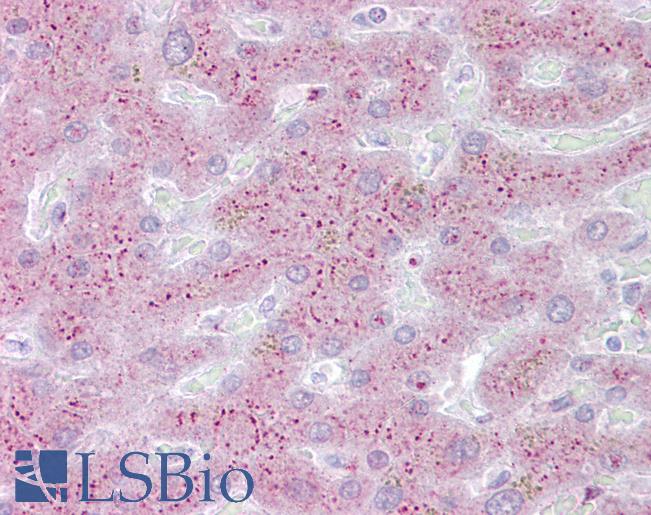 PROS1 / Protein S Antibody - Anti-PROS1 antibody IHC of human liver. Immunohistochemistry of formalin-fixed, paraffin-embedded tissue after heat-induced antigen retrieval. Antibody concentration 5 ug/ml.  This image was taken for the unconjugated form of this product. Other forms have not been tested.