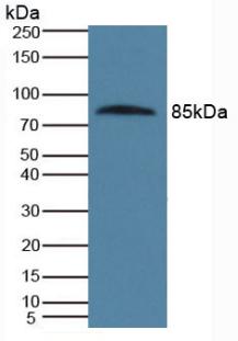 PROS1 / Protein S Antibody - Western Blot; Sample: Human Serum.