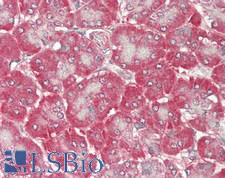 PROS1 / Protein S Antibody - Human Pancreas: Formalin-Fixed, Paraffin-Embedded (FFPE).  This image was taken for the unconjugated form of this product. Other forms have not been tested.