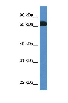 PROS1 / Protein S Antibody - PROS1 antibody Western blot of Rat Muscle lysate. Antibody concentration 1 ug/ml. This image was taken for the unconjugated form of this product. Other forms have not been tested.
