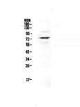 PROS1 / Protein S Antibody - Western blot - Anti-Protein S Picoband antibody