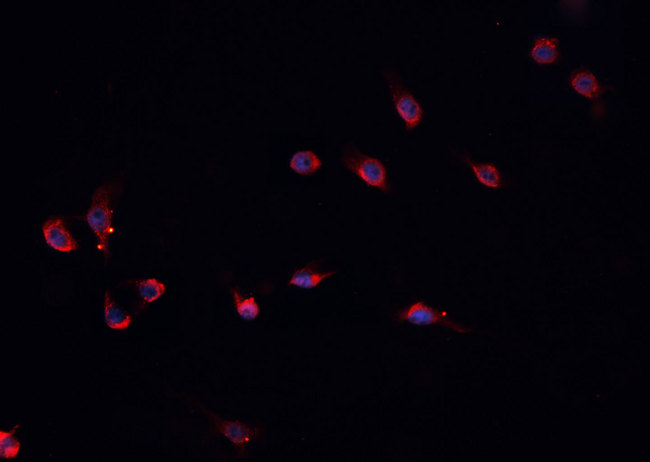 PROS1 / Protein S Antibody - Staining HepG2 cells by IF/ICC. The samples were fixed with PFA and permeabilized in 0.1% Triton X-100, then blocked in 10% serum for 45 min at 25°C. The primary antibody was diluted at 1:200 and incubated with the sample for 1 hour at 37°C. An Alexa Fluor 594 conjugated goat anti-rabbit IgG (H+L) antibody, diluted at 1/600, was used as secondary antibody.