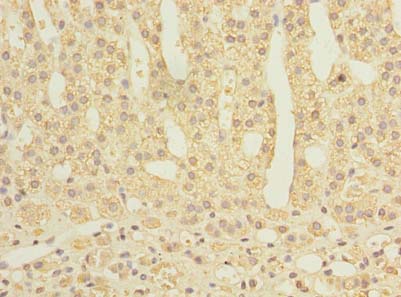 PROSC Antibody - Immunohistochemistry of paraffin-embedded human adrenal gland tissue using antibody at dilution of 1:100.