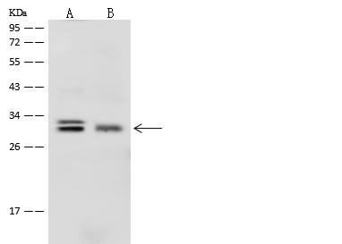 PROSC Antibody - Anti-PROSC rabbit polyclonal antibody at 1:500 dilution. Lane A: HepG2 Whole Cell Lysate. Lane B: THP-1 Whole Cell Lysate. Lysates/proteins at 30 ug per lane. Secondary: Goat Anti-Rabbit IgG (H+L)/HRP at 1/10000 dilution. Developed using the ECL technique. Performed under reducing conditions. Predicted band size: 30 kDa.
