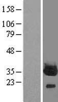 PROSC Protein - Western validation with an anti-DDK antibody * L: Control HEK293 lysate R: Over-expression lysate