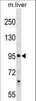 PROSER1 / C13orf23 Antibody - PROSER1 Antibody western blot of mouse liver tissue lysates (35 ug/lane). The PROSER1 antibody detected the PROSER1 protein (arrow).