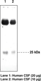 Prostaglandin D Synthase Antibody - Western blot of PTGDS / PGD2 antibody.