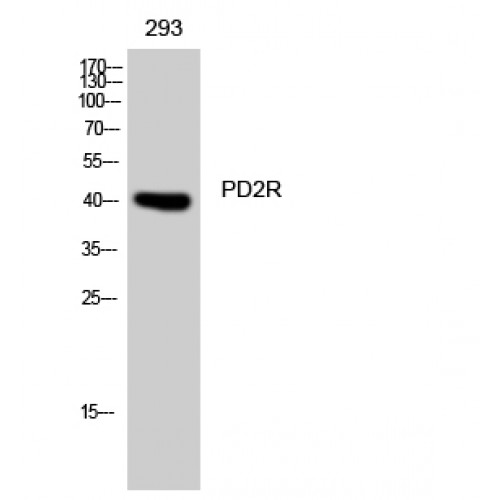 Prostaglandin D2 Receptor Antibody - Western blot of PD2R antibody