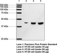Prostaglandin D2 Receptor Antibody - Western blot of PTGDR / DP antibody.