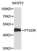 Prostaglandin D2 Receptor Antibody - Western blot analysis of extracts of NIH/3T3 cells, using PTGDR antibody at 1:3000 dilution. The secondary antibody used was an HRP Goat Anti-Rabbit IgG (H+L) at 1:10000 dilution. Lysates were loaded 25ug per lane and 3% nonfat dry milk in TBST was used for blocking. An ECL Kit was used for detection and the exposure time was 90s.