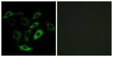 Prostaglandin D2 Receptor Antibody - Peptide - + Immunofluorescence analysis of A549 cells, using PTGDR antibody.