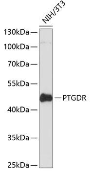 Prostaglandin D2 Receptor Antibody - Western blot analysis of extracts of NIH/3T3 cells using PTGDR Polyclonal Antibody at dilution of 1:3000.