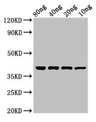 Protease 7 Antibody - Western Blot Positive WB detected in Recombinant protein All lanes: ompT antibody at 2.4µg/ml Secondary Goat polyclonal to rabbit IgG at 1/50000 dilution predicted band size: 38 kDa observed band size: 38 kDa