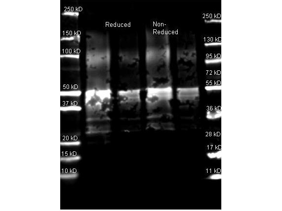 Protein A Antibody - Western blot of Goat anti-Protein A Antibody. Lane 1: Protein A Reduced. Lane 2: Protein A Reduced. Lane 3: Protein A Non-Reduced. Lane 4: Protein A Non-Reduced. Load: Lane 1 and 3 - 1.0 ug per lane, Lane 2 and 4 - 0.25 ug per lane. Primary antibody: Protein A antibody at 1:5000 for overnight at 4C. Secondary antibody: DyLight 649 goat secondary antibody at 1:10000 for 90 min at RT. Block: 5% BLOTTO overnight at 4C. Predicted/Observed size: ~50 kDa for Protein A. Other band(s): Protein A splice variants and isoforms.