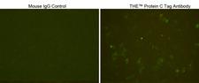 Protein C Tag Antibody - Immunocytochemistry/Immunofluorescence analysis of Protein C tagged protein transfected CHO cells using THE™ Protein C Tag Antibody, mAb, Mouse and Mouse IgG Control (Whole Molecule), Purified The signal was developed with FITC conjugated Goat Anti-Mouse IgG.