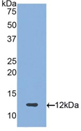Proteoglycan 4 / Lubricin Antibody - Western Blot; Sample: Recombinant PRG4, Human.