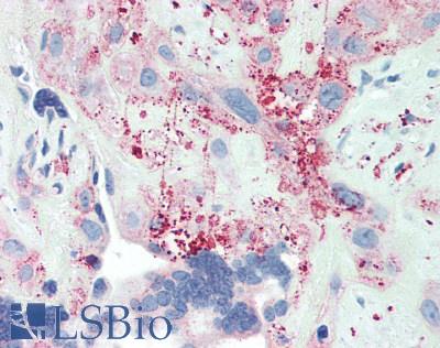 Proteoglycan 4 / Lubricin Antibody - Human Placenta: Formalin-Fixed, Paraffin-Embedded (FFPE)